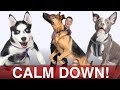 How To Calm Your Dog Down in Minutes!