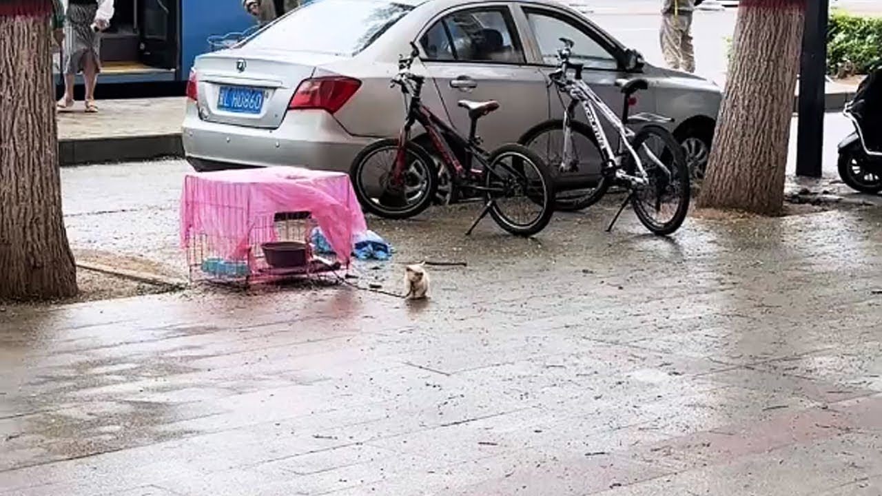 Я не выдержала, ворвалась в магазин и купила котенка, который был всем в тягость...