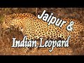 🐆 Jaipur &amp; Indian Leopard🕉️