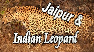 🐆 Jaipur & Indian Leopard🕉️ by tletter 447 views 1 year ago 12 minutes, 22 seconds