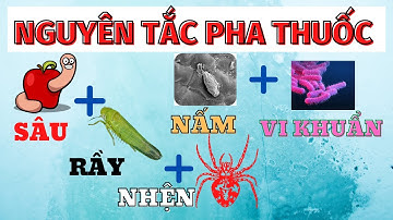Các nguyên tắc pha thuốc | Cách kết hợp thuốc BVTV hiệu quả | Sâu rầy nhện nấm và vi khuẩn