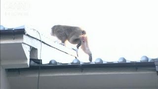 脱走サル「ムコドノ」捕獲　警察出動し「大捕物」(12/10/22)