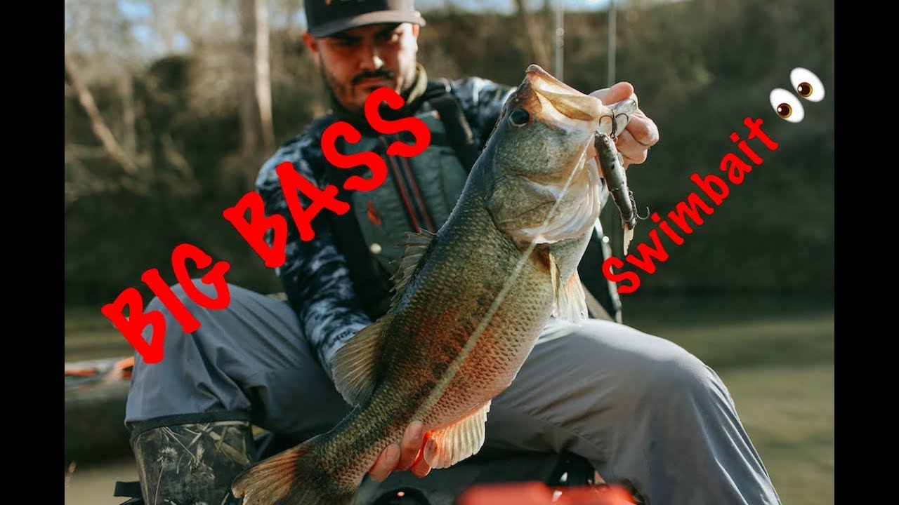 BIG BASS swallow SWIMBAIT WHOLE!