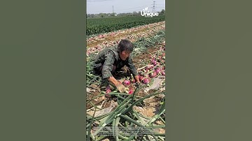 Harvesting red onions: farmers harvesting red onions