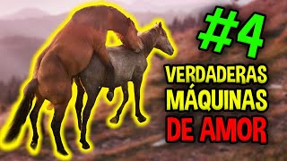 EXTRAÑOS hábitos de APAREAMIENTO 🔥 Así HACEN el AMOR estas especies: arañas, caballos, vacas