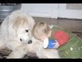 Great Pyrenees playing with Baby compilation - Baby Love Great Pyrenees - Dog and Baby videos