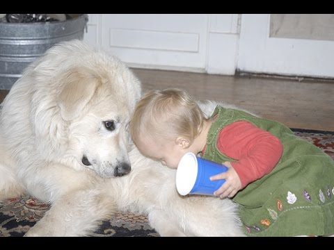 baby great pyrenees