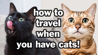 Tips for Traveling When You Have Cats!