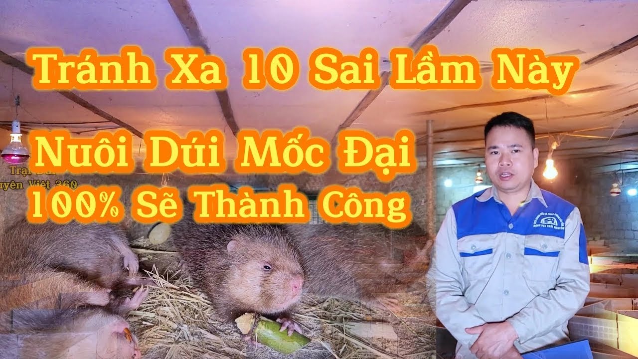 Tránh Xa 10 Sai Lầm Này/ Nuôi Dúi Mốc Đại Sẽ Thành Công Kiếm Tiền Tỷ Đơn Giản