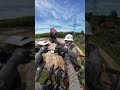 High Voltage Wire Repair Under Extreme Risk ⚡