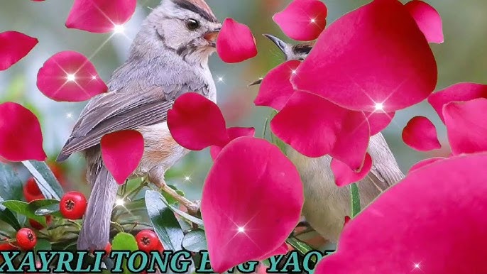 Winx jinsiy aloqa haqida video Afrika jinsi: porno turlari