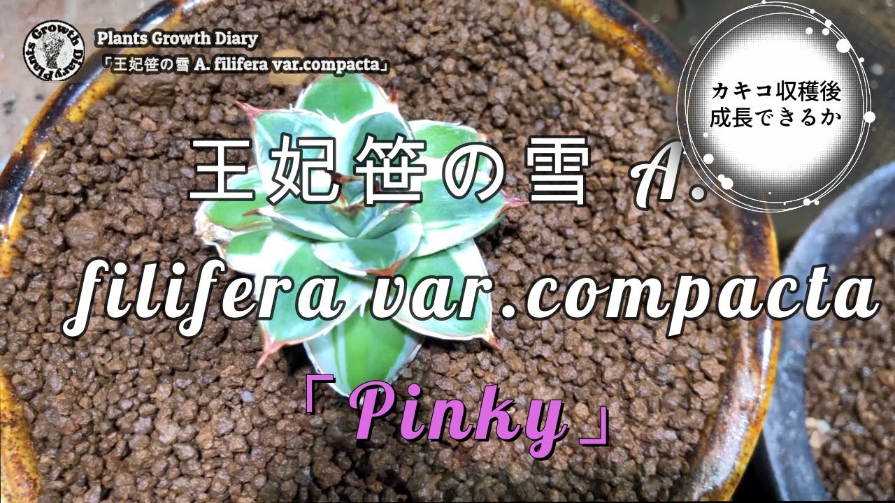 PGD #35＃ピンキーカキコ収穫＃アルビノ＃プランツグロースダイアリー