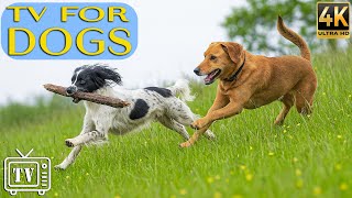 Soothe Dog’s Anxiety | Dog TV: All-Day Music For Dogs &amp; Fun Entertainment Videos to Keep Dogs Happy