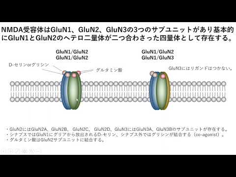 NMDA型グルタミン酸受容体（NMDA受容体）