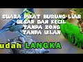 suara pikat semua jenis burung liar besar dan burung kecil