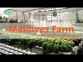 Trinog greenhouse nft hydroponic farm in maldives
