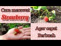 Cara merawat Strawberry cepat berbuah