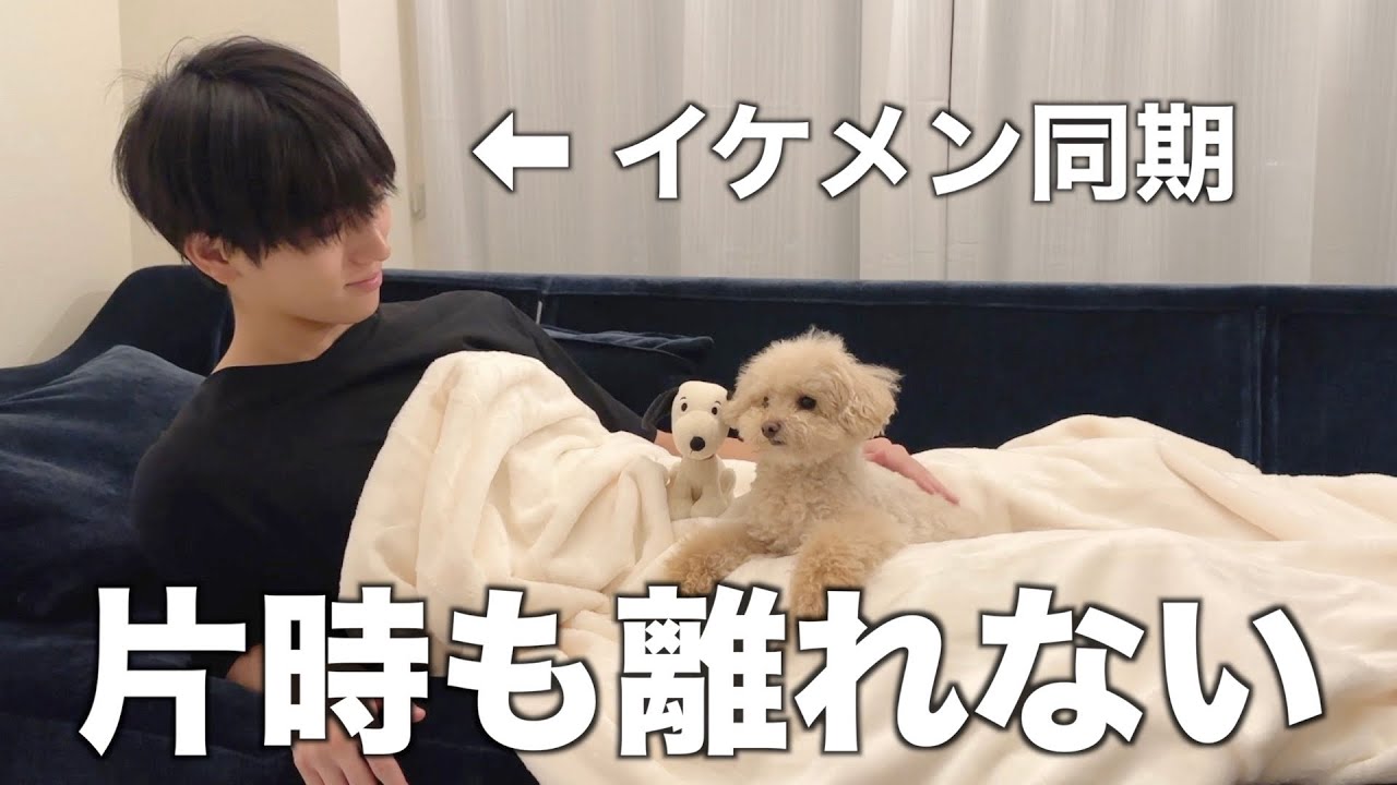 Красивый коллега/Первая ночевка/Веселая ночь/Той-пудель.