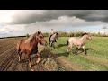 ГАРНІ КОНІ В РУДНИКАХ/Коні Ваговози/horses in Ukraine