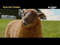 Pecore Sotto Copertura - Dal 7 maggio al cinema - Spot Skills 30"