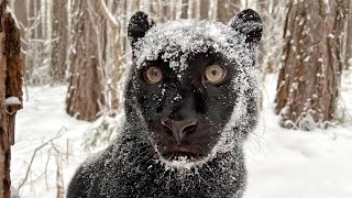 ❄❄ Snowy weekdays of Luna the panther ❄❄