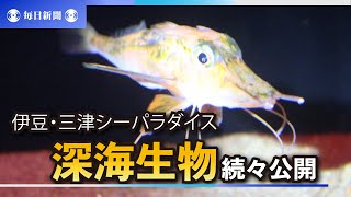 「みとしー」に新たな深海生物が続々　謎の生態、飼育員が採集