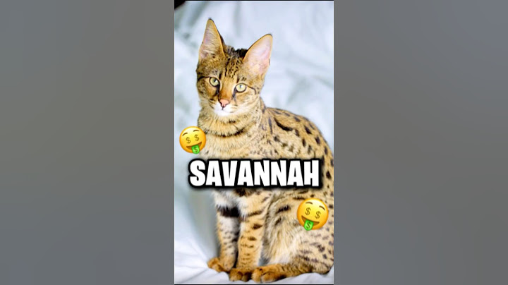 Top 10 des races de chat les plus chères