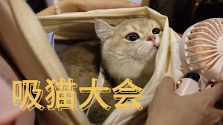 香港猫猫展 Hong Kong Cat Exhibition