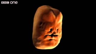 Embryonic Face Development