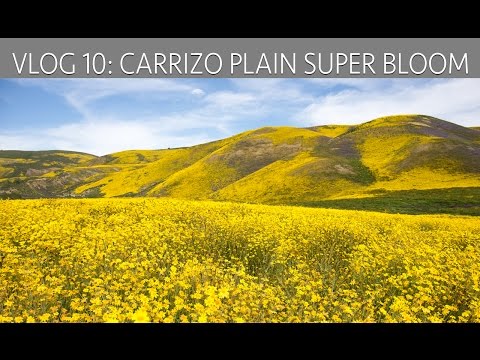 Carrizo Plain Super Bloom: Exploring Wildflowers, Hikes & Historic Structures