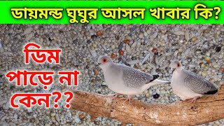 ডায়মন্ড ঘুঘু পাখির খাবার | ডায়মন্ড ঘুঘু পালন পদ্ধতি | ghughu Pakhir Khabar | Ghughu Pakhi Palon by grow life 1,070 views 2 weeks ago 4 minutes, 16 seconds