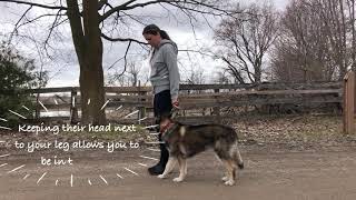 Famous Day 14: Structured Walks // #frompettocompanion Wealth
