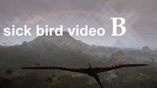 sick bird video B