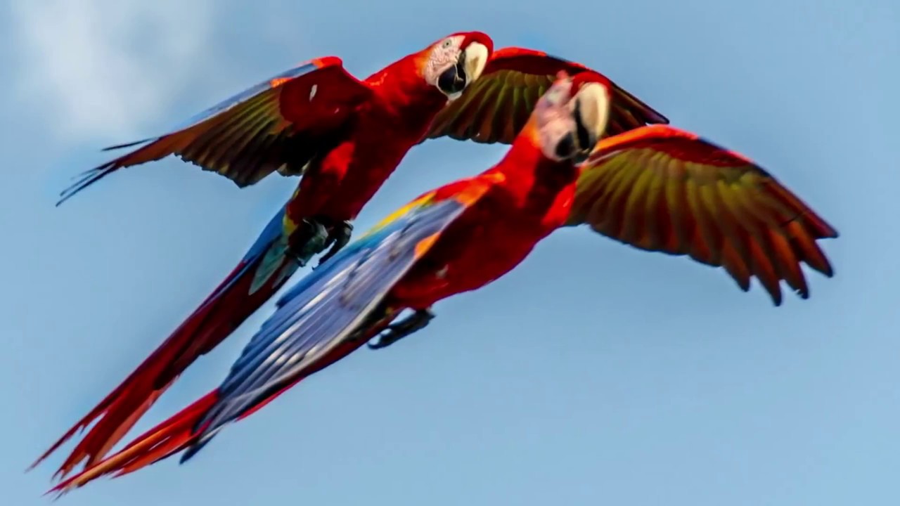 Costa Rica, Dec 2017. Pt 11 Cerro Lodge