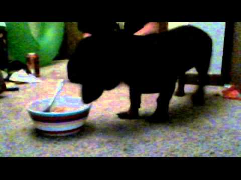 my dog eating spaghetti and meatballs - YouTube