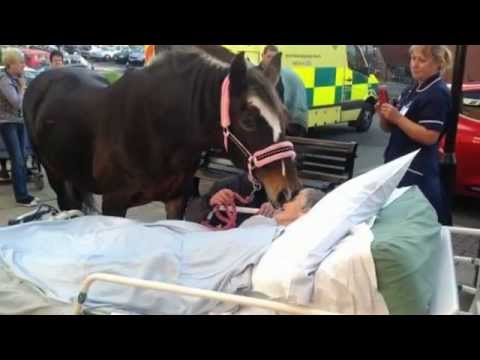 Grandmother gets final wish as horse visits her in her hospital bed | 5 News