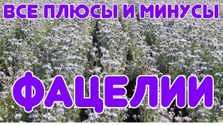 ВСЕ О ФАЦЕЛИИ.ВСЕ ПЛЮСЫ И МИНУСЫ ЭТОГО МЕДОНОСА.ПЕРВОЦВЕТЫ.КРАСОТА,УДОБРЕНИЕ,ПОЛЬЗА. screenshot 5