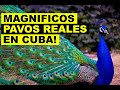 Magnifica cria de pavos reales en Cuba