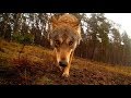 Wilk atakuje kamerę   Wolves attack camera ;)