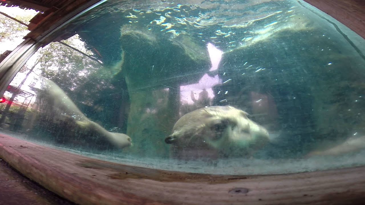 Giant Otters at Jacksonville Zoo YouTube