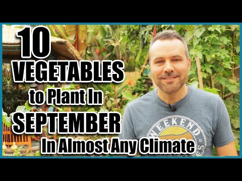 Top 10 Vegetables to plant in September