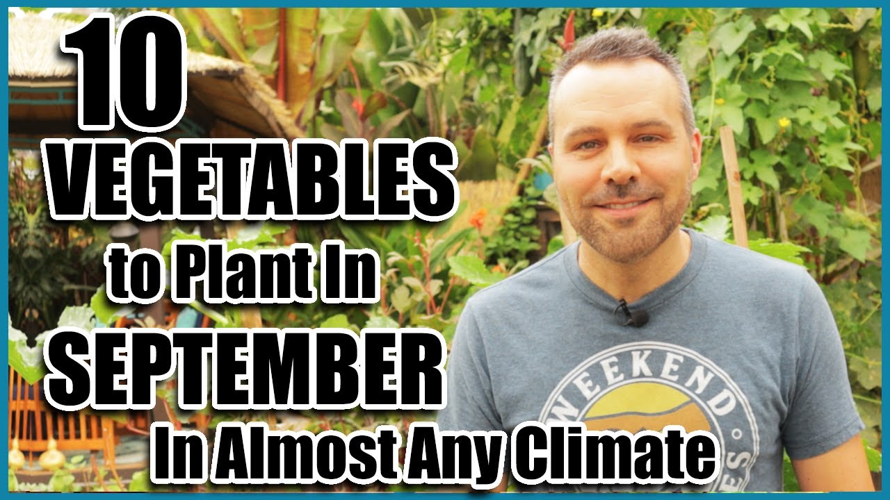 Top 10 Vegetables to plant in September