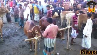 Most Populated Cattle Market Of Bd Ii The Biggest Local Gorur Haat Of North Bangle