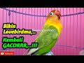 Suara Burung Lovebird ini, Bisa Memancing Labetmu kembali SEMANGAT, GACOR dan Rajin Bunyi