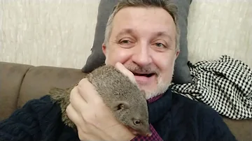 Домашний африканский полосатый мангуст. Первые дни.