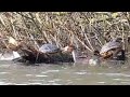 GREAT CRESTED GREBES Attack TERRAPIN - Podiceps cristatus