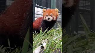 💕雪中的小熊猫像小精灵！Lesser Panda #Animal 【跟着图尔去旅行】