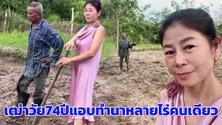 เฒ่าวัย 74 ปี แอบทำนาหลายไร่คนเดียว