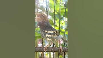 Prenjak Betina Memanggil Prenjak Jantan Shorts#