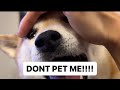 Dramatic shiba wont let owner pet him